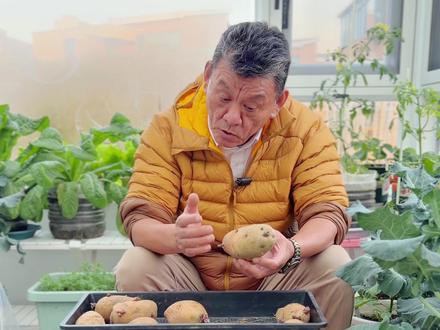 春土豆怎样种的大? 帮他抢时间!马上要做这些事!#家庭种植 #种植小技巧 #自己种的纯天然的绿色蔬菜 #种菜 #记录我的种植生活