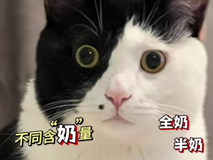 奶牛猫为啥都是上黑下白呢,不能上白下黑吗 你喜欢奶牛猫吗#奶牛猫就是神经猫 #科学养宠攻略 #宠物科普