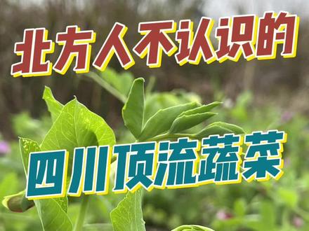 东北人不认识的四川蔬菜#四川美食 #四川顶流蔬菜