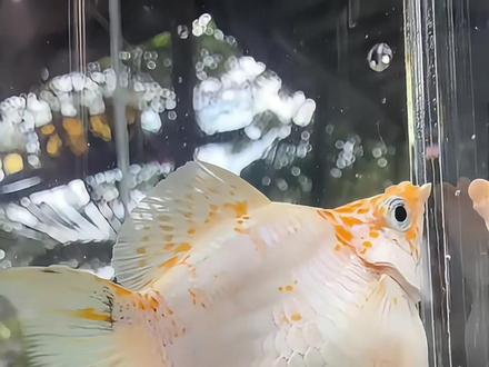 玛丽鱼的3个小秘诀,饲养必看!
① 偏爱硬水别乱调 ② 杂食喂养长得俏 ③ 水草缸里更活跃
卵胎生繁殖超简单,轻松实现爆缸自由!
还有啥不懂的,评论区问我!
#玛丽鱼 #养鱼干货 #新手养鱼避坑 #家庭养鱼#真实生活分享计划