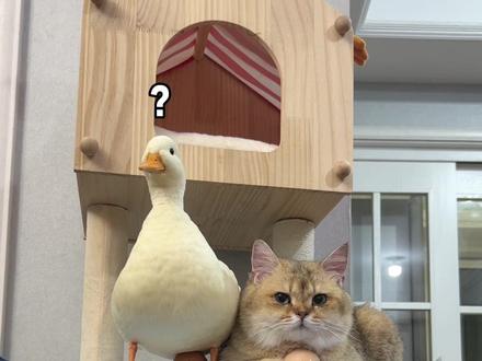 在胜男的雷区蹦大迪#猫咪带小鸡 #饲养员日常 #跟着买不出错 #参半