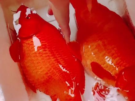 江西婺源特产荷包红鲤鱼#婺源胡哥荷包红鲤鱼 #水族 #支持全国发货 #观赏鱼 #鸿运当头