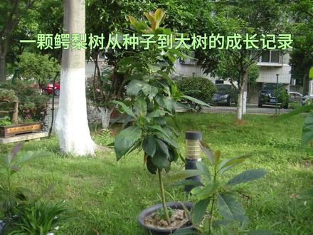 把一个牛油果核,用近4年时间种成一棵大树 #种花 #植物 #牛油果盆栽 #牛油果树 #牛油果树苗 #园艺
