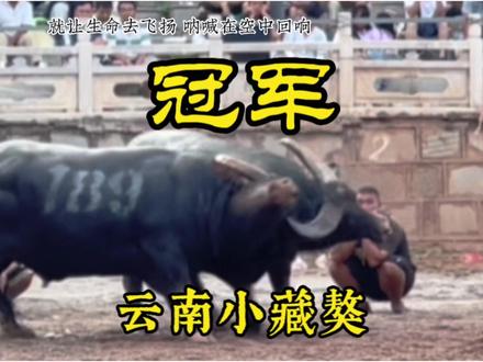 冠军牛王小藏獒
小藏獒荣获第九个冠军,部分精彩集锦……
云南近期斗牛赛程时间表
7月18日-19日石林占屯常顺斗牛场首届牛王争霸赛
7月29日-30日石林北大村大龙潭斗牛场牛王争霸赛
7月30日-31日蒙自白得斗牛场斗牛大赛,相约蒙自白得不见不散
8月1日-2日石林路美邑第二届睿霖杯牛王争霸赛
8月5日-6日石林西街口镇绿水塘村红波斗牛场喜迎火把节斗牛大赛
8月8日-10日泸西午街铺镇腾达民族文化乐园火把节牛王争霸赛,最高奖12万
8月11日云南临沧云县大宇斗牛场火把节牛王争霸赛
8月11日-12日石林长湖《醉美长湖》彝族文化园火把节牛王争霸赛,最高奖16万#斗牛 #斗牛视频 #斗牛爱好者 #小藏獒牛王 #云南斗牛