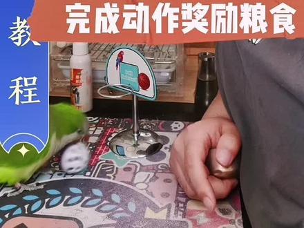 投篮第三步,一定让鹦鹉把球投进篮筐再奖励,成功以后多熟练几次,技能就慢慢学会了! #观赏鹦鹉 #王十三的鹦鹉用品店铺 #关爱动物 #萌宠好物 #萌宠出道计划 #宠物 #萌宠 #萌宠推荐官