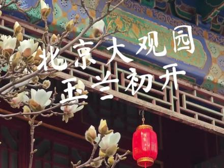 3.12实拍|大观园玉兰初开
#青年创作者成长计划 #玉兰花 #北京大观园 #大观园玉兰 #北京春天第一波花都开好了