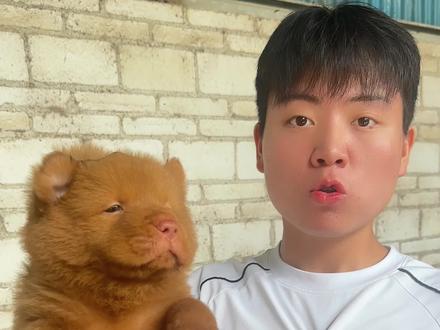 颜值性格超高的小五红 #五红犬 #五红 #土松