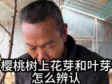 樱桃树管理 樱桃树花芽和叶芽怎么辨认#车厘子树苗 #果树管理 #三农 #农业种植 #郭老师植物