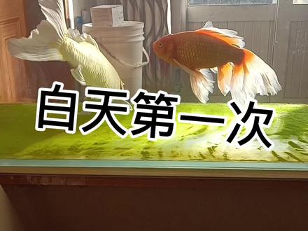 金鱼不明原因的撞缸,是有寄生虫了吗?该下药治疗还是继续观察。