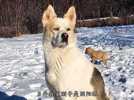 刚子是一只非常忠诚的狗,在牧区我靠它驱赶么蒙古獒#中华田园犬