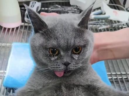 这种情况还有救吗? #动物 #动物救助 #动物怪异行为 #涨知识