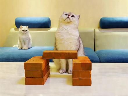 苦练中国功夫的猫咪 尼莫#萌宠来袭#萌宠解说#萌宠计划