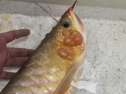 龙鱼水泡,高清版,鱼主叫我来开泡,正研究哪个家伙比较顺手,看不下去就划走吧😂 #龙鱼水泡