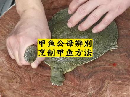 辨别甲鱼公母,烹制甲鱼不腥味美,手被咬如何解脱,只需三分钟 #甲鱼炖鸡 #抖音美食 #餐饮连锁 #预制菜厂家 #美食教程
