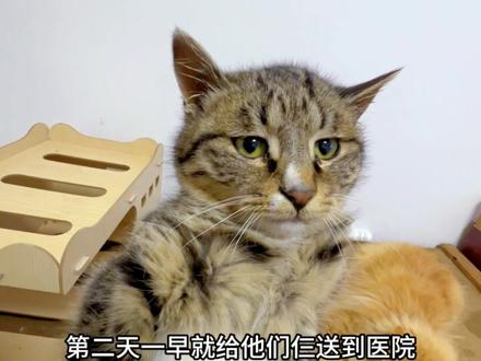 这回我烦不到你们了,但很想你们