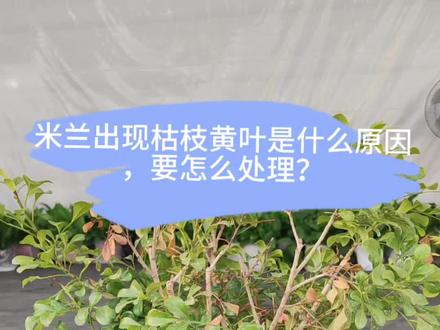 米兰,桂花,栀子花,茉莉出现枯枝黄叶是什么原因,怎么解决?#米兰 #栀子花 #茉莉花