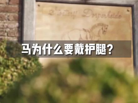 #马术 #竞技体育 #马具 马护腿有多重要?
