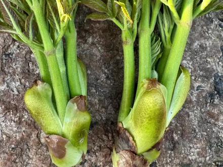 #山野菜之王 #刺嫩芽 这大刺嫩牙可不得多!