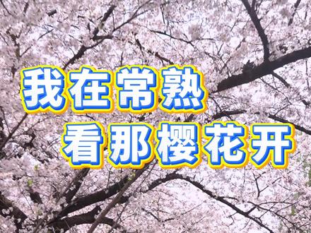 常熟樱花季即将开启!我在常熟等过来,等着你过来把花儿看!