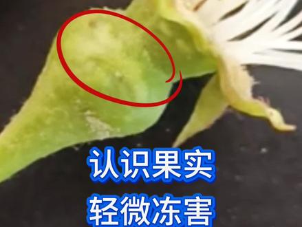 谢花后幼梨果实轻微冻害症状表现#农业种植#果树管理