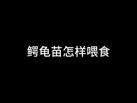 今天来分享下本人对鳄龟苗的一些喂食方法 #佛鳄龟 #人工合法养殖 #佛鳄浑天