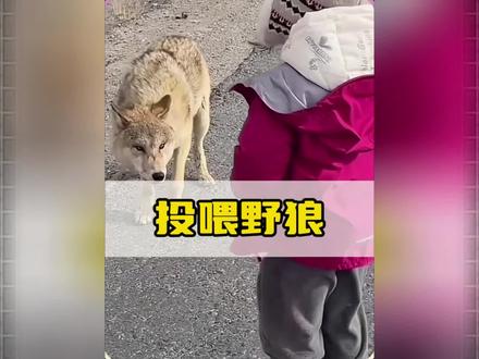 可可西里让6岁女儿近距离投喂野狼火腿肠?心真大呀! #可可西里网红狼 #野狼 #包幸运 #热点 #离谱