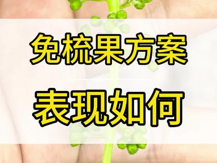免梳果方案 免梳果技术 #葡萄种植技术 #阳光玫瑰葡萄 #农业知识分享 #夏黑葡萄种植 #免梳果