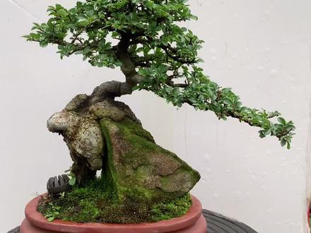 小品抱石榆树盆景小而精