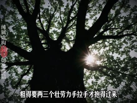 恐怖动画,谨慎观看。 修改重发,看过的宝子可以划走了 #老刀话诡