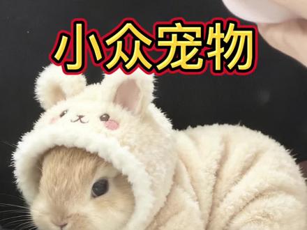 新手必看❗️5⃣️种超萌#小众宠物 推荐~💯#萌宠#宠物