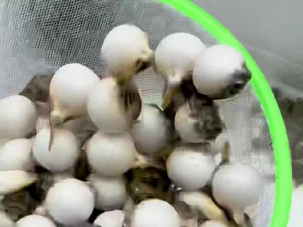 非常好玩的一款鱼,也非常好饲养!
主页有群,欢迎各位鱼友一起交流!#河豚鱼#狗头河豚#河豚生气的样子也满可爱的