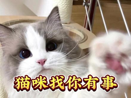 猫咪找你有事的十个表现!#猫咪 #猫咪的迷惑行为 #萌宠 #萌宠出道计划 #萌宠日常记录