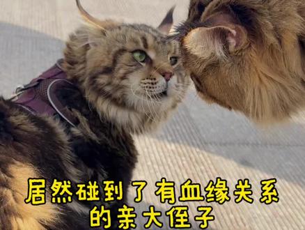 罗宾:我侄子?我是他大爷?#vlog十亿流量扶持计划 #缅因猫