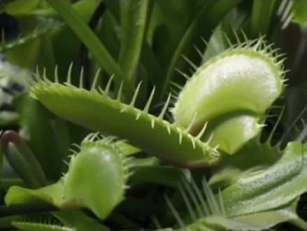 #涨知识 #科普 #植物科普 #捕蝇草 #捕蝇草怎么消化昆虫 高清画质,捕蝇草是这样捕获苍蝇的,太厉害了