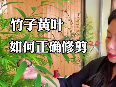 内门竹 竹子黄叶如何修剪?