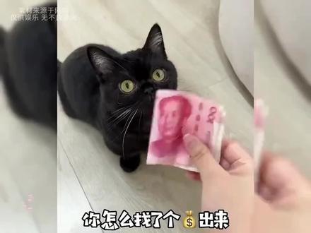 盘点猫咪搞笑视频#猫咪搞笑视频
