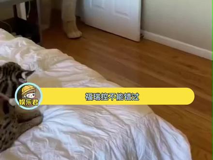 福瑞控一定不能错过!