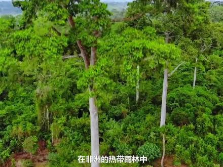 加蓬蝰蛇—肥宅的外表下却拥有最长的毒牙以及致命的毒液#动物世界 #野生动物零距离 #神奇动物在抖音 #动物科普 #加蓬咝蝰