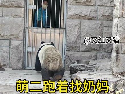萌二挖完煤,洗澡;洗完澡,挖煤;再洗,再挖,最后不洗了…#大熊猫 #大熊猫萌二 #来这吸熊猫 #国宝 #萌二挖煤 #黄莲奶爸和萌二 #不止我一个想rua大熊猫 #北京动物园 #乖乖 #可爱
