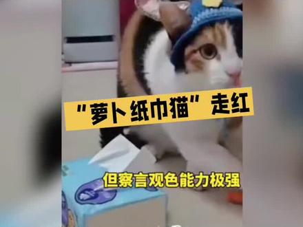 #萝卜纸巾猫 “萝卜纸巾猫”为何能在网络上迅速走红?它究竟是如何吸引众多人的关注的?