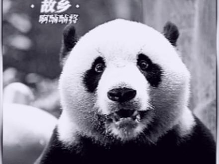 长隆大熊猫家和因病离世,妹猪再也没有爸爸了,我们的大白馒头永远离开了!#大熊猫#大熊猫家和#长隆野生动物世界#熊猫妹猪#国宝大熊猫@DOU+小助手