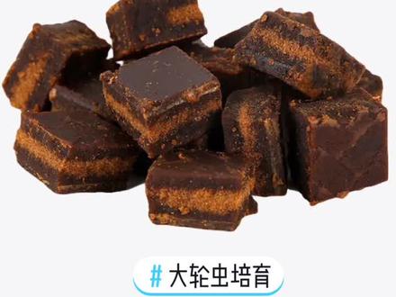 轮虫培育竟如此简单。一包培养基可培育出几千斤虫。有了它再也不用买虫喂鱼了。#轮虫培育 #加州鲈鱼苗 #水产养殖技术 #上热门