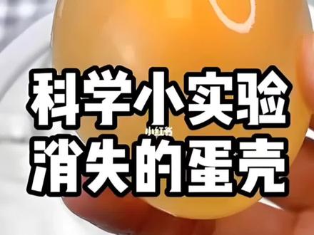 #科学小实验 #三年级下册语文同步作文 #三年级下册第四单元作文 #有趣的小实验
《有趣的小实验》
"妈妈!我要做会变魔术的鸡蛋!"上周六早上,我举着科学课本在客厅蹦跶,活像只发现松果的小松鼠。厨房里飘来妈妈的声音:"准是把醋当饮料喝了吧?"
我赶紧从冰箱"偷"出鸡蛋,又踮脚够到橱柜里的白醋。透明玻璃杯"咕咚"一声吞下鸡蛋时,杯底立刻冒出好多小泡泡,像给鸡蛋穿上了珍珠裙子。"鸡蛋在打嗝!"我趴在地上盯着杯子,鼻尖都快戳破玻璃了。妈妈举着锅铲警告:"别把哈喇子滴进去当调料!"
第二天清晨,我光着脚丫冲进厨房。鸡蛋壳居然变成了软绵绵的果冻!我用筷子轻轻一戳,"啵"地凹下去个小坑。趁妈妈不注意,我偷偷把鸡蛋捞出来捏在手里——哎呀!这颗"水晶球"突然"噗嗤"爆开,黏糊糊的蛋清流了我满手!
"这是醋把蛋壳里的钙吃掉啦!"妈妈边擦桌子边笑。原来醋就像拿着小铲子的矿工,悄悄挖走了鸡蛋的"盔甲"。现在我的书包里还躺着张皱巴巴的实验记录单,上面歪歪扭扭写着:"下次要泡恐龙蛋!”