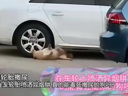 在车轮上喷洒异烟肼,真的能毒死撒尿的狗吗?