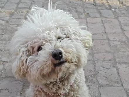 比熊真的只听它想听的!#狗狗 #比熊 #狗狗一天八百个心眼子 #萌宠出道计划