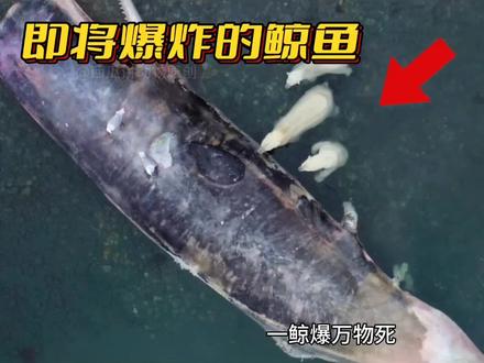 三头北极熊冒险去吃一条即将爆炸的鲸鱼!#神奇动物在抖音 #北极熊 #奇妙的动物 #野生动物 #海洋生物
