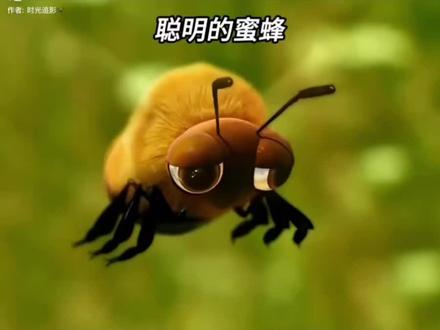 蜜蜂每天摸鱼却是最聪明的一个#搞笑#动画