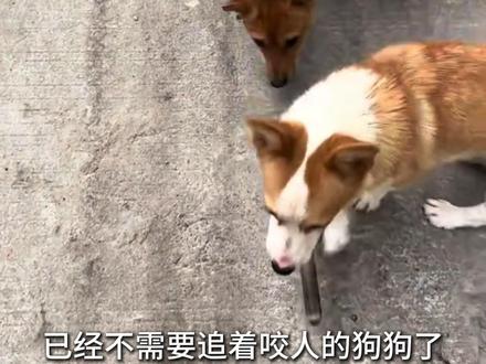 狗挂棍子,张嘴不不跟车,跟车不张嘴 ,咬起棍子没法咬你,放下棍子没法追你#狗 #动物科普 #狗追车