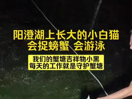 蟹农日常之会捉螃蟹🦀的小猫咪,阳澄湖长大,自给自足。立秋过了,蟹季也越来越快了。#阳澄湖 #大闸蟹 #阳澄湖大闸蟹 #蟹农日常 #阳澄湖渔民生活实拍
