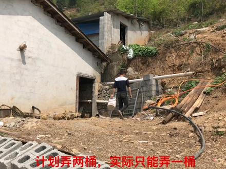 重庆农村小伙去掏新鲜牛粪,原来是用牛粪和草木灰为土蜂装修新家